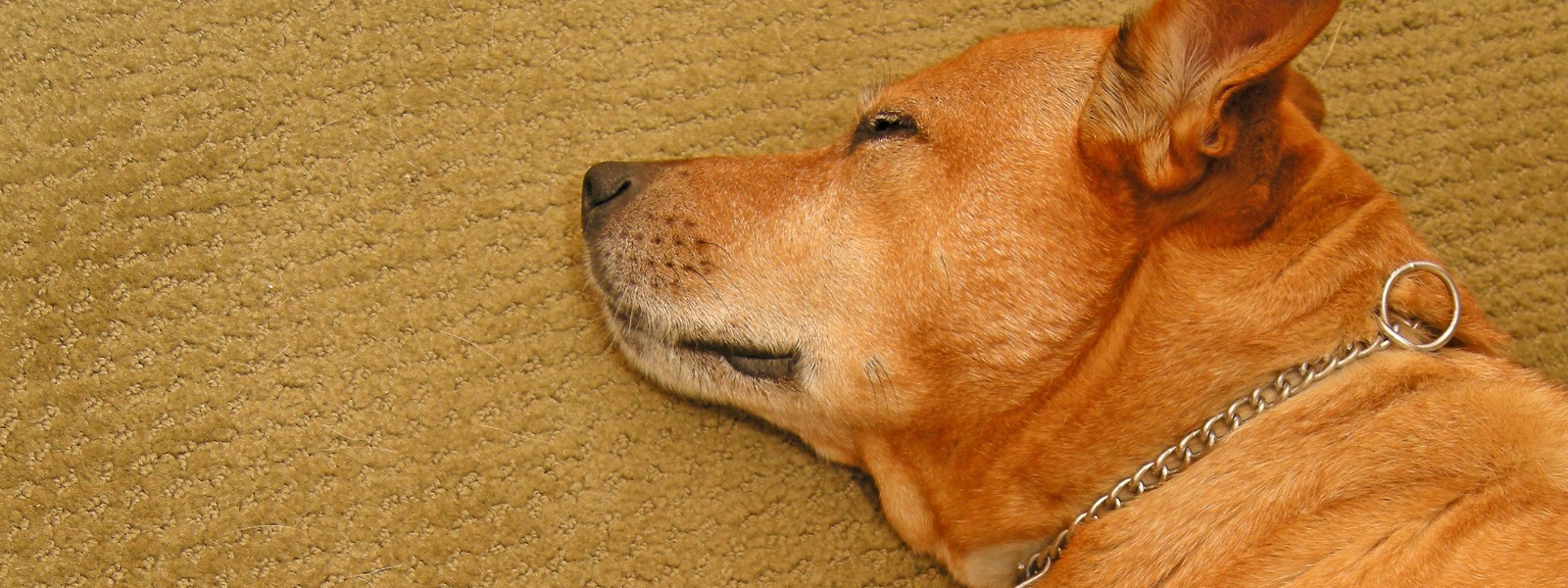Sleeping Dog on Textured Carpet